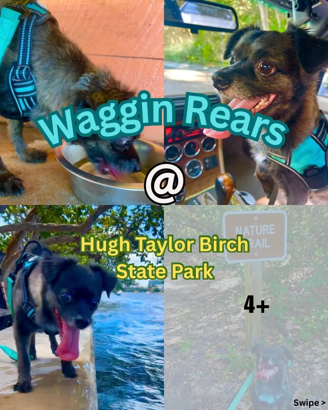 Onyx on the trail at Hugh Taylor Birch State Park with Waggin Rears